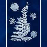 Atelier enfant : Magie du cyanotype