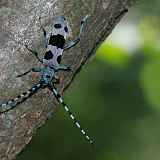 Stage d'initiation à l'entomologie