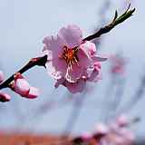 Prunus amygdalopersica "Angélique"