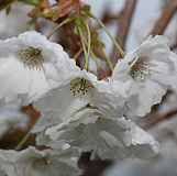 Prunus serrulata "Matsumae Shizuka"