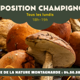 Exposition de champignons