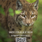 Le lynx du Chablais : sur les traces d'un fantôme