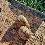 L'escargot en herbe