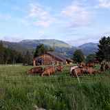 Animations chez l'Irmande