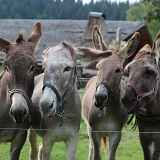 Balade accompagnée d'un poney, d'un âne ou d'un lama avec Les Galopins