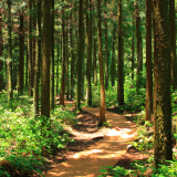Samedi en forêt