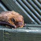 Découverte : Secrets de chauve-souris