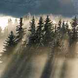 À corps d'Arbres - Compagnie 7Pépinière