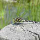 Plongée dans un écosystème exceptionnel