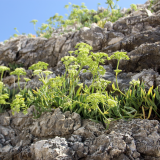 Randonnées plantes de montagnes