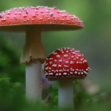 Exposition de champignons