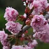 Prunus serrulata "Kiku Shidare Zakura"
