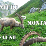 Rando faune