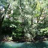 Thiou à Annecy et Cran-Gevrier