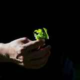 Sorties cueillette - Refuge des Gourmets