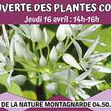 Découverte des plantes comestibles