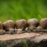 Visite de l'escargotière d'Arno