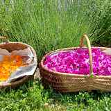 Atelier d'herboristerie