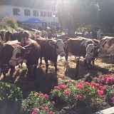 493ème Foire de la Saint Maurice