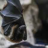 La Fête des Possibles : 30ème Nuit Internationale de la Chauve-souris : un moment dans l’intimité de nos espèces haut-savoyardes