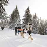 Morzine-Avoriaz Ski-Joëring