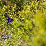 Animation Nature « zones humides »