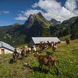 L'Alpage de Pré-Richard