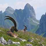 Randonnée encadrée au royaume des bouquetins