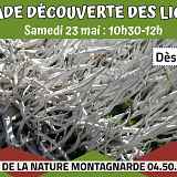 Balade découverte des lichens