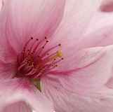 Prunus serrulata "Matsumae Beni Yutaka"