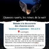 Chauves-souris - Reines de la nuit