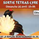 Sortie découverte du Tétras Lyre
