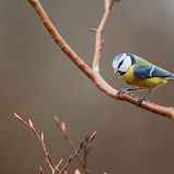 Stage d'ornithologie