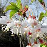 Prunus litigiosa "Hillier"