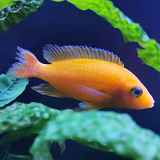 Folie(s) Végétales 2026 - Stand découverte de l'aquaponie