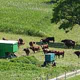 GAEC Le Val Mont-Blanc - Traite des vaches
