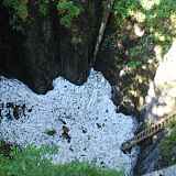 tanne à neige