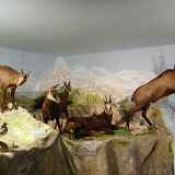 Sur les traces et indices des animaux de nos forêts et montagnes
