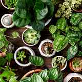 Atelier et découverte du jardin partagé