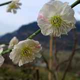 Prunus mume "Alba plena"
