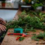 Folie(s) Végétales 2026 - Atelier greffe d'arbres