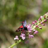 Stage de perfectionnement en entomologie
