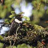 Biodiversité en Vallée Verte