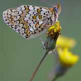 A la rencontre des papillons