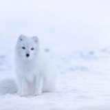 Festival Images et neige