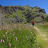 Découvrez les fleurs des Alpes avec le Bureau Montagne