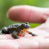 A la recherche des amphibiens