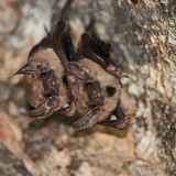 Nuit safari - spéciale chauve-souris