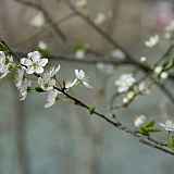 Prunus x "Catherine"