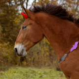 Balade à poney